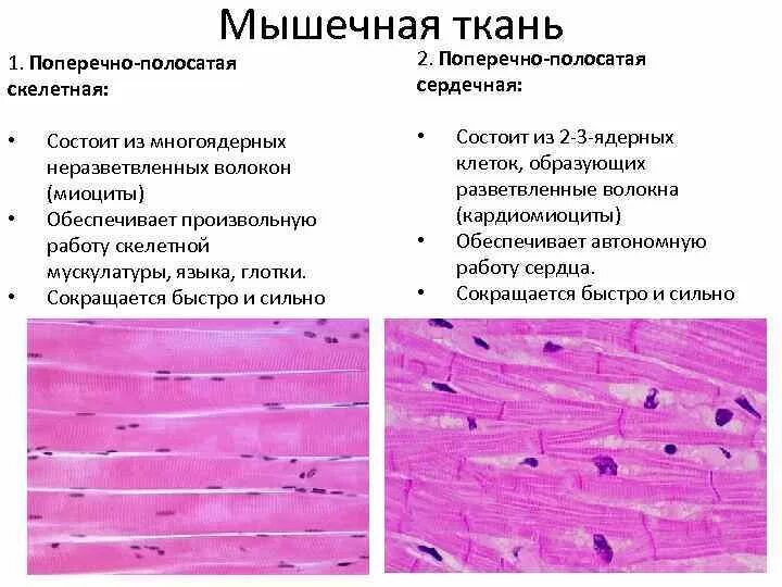 Состоит из клеток имеющих поперечную исчерченность. Характеристика поперечно полосатой мышечной ткани. Поперечнополосатая Скелетная мышечная гистология. Строение поперечно полосатой мышечной ткани. Особенности строения поперечно полосатой скелетной ткани.