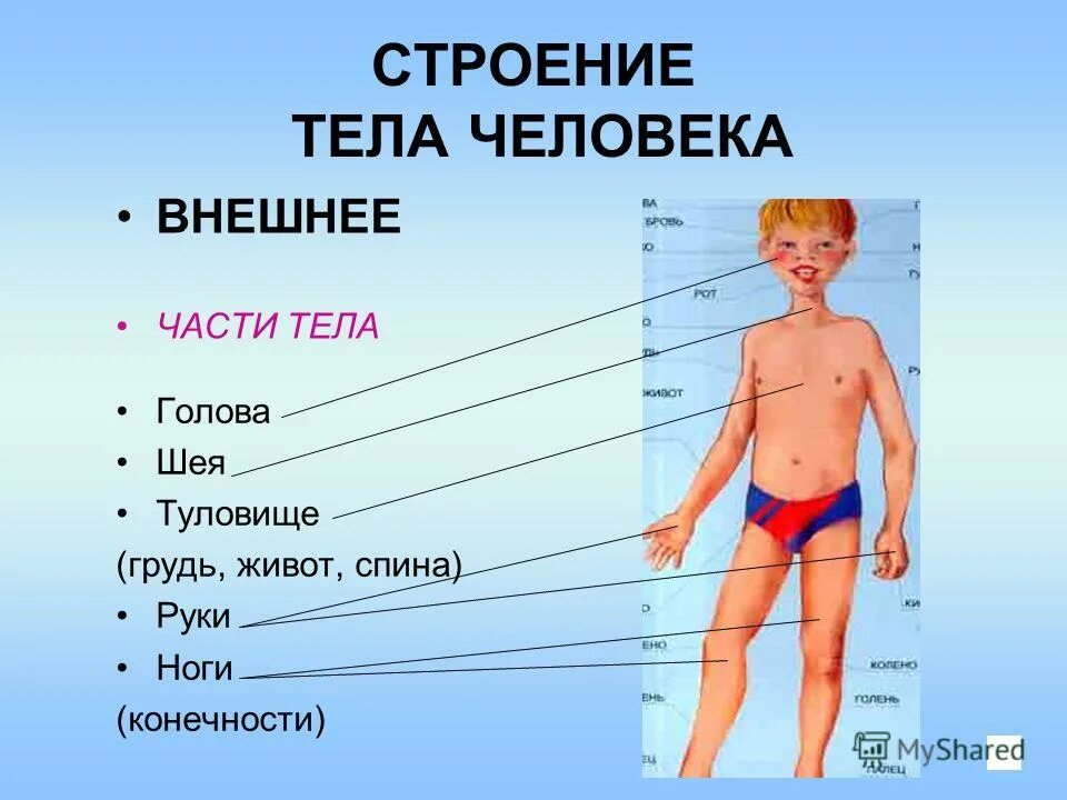 Окружающий мир 2 класс тела человека. Строение тела человека. Строение человека части тела. Внешнее строение тела человека. Анатомия человека наружные части тела.