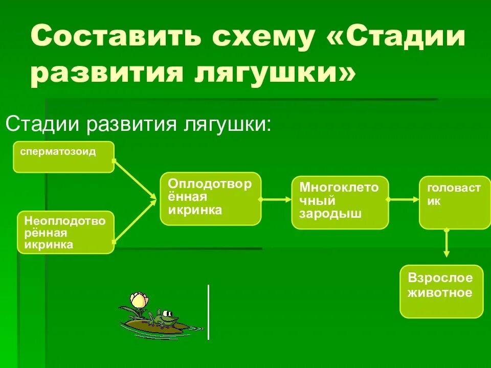 Годовой жизненный цикл земноводных. Годовой цикл развития земноводных. стадии жизненного цикла лягушки. этапы развития лягушки схема.