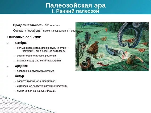 Палеозойская эра биология 9 класс. Палеозойская Эра Кембрий. Палеозойская Эра растительный и животный мир таблица кратко.