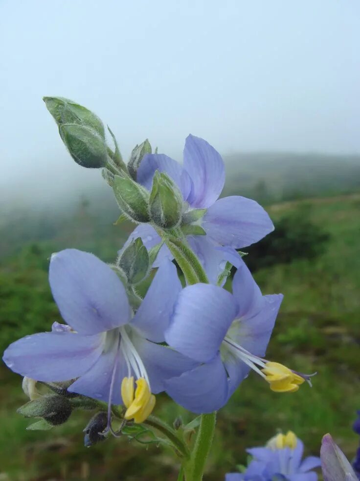 Цветок аляска. Polemonium acutiflorum. Полевые цветы Аляски. Arctic Flowers Alaska. Polemoniaceae.