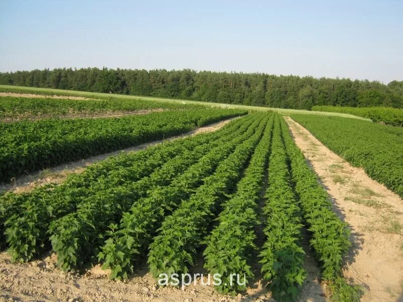 Плантации крыжовника. Питомник смородины черной. Черная смородина промышленная плантация. Плантация малины. Смородиновое поле бугульма.