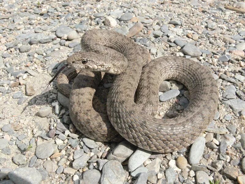 Змеи дагестана фото и названия Sickening moment deadly brown snake devours another snake in front of horrified