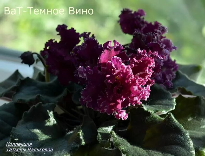 Фиалка ВаТ-Тёмное Вино