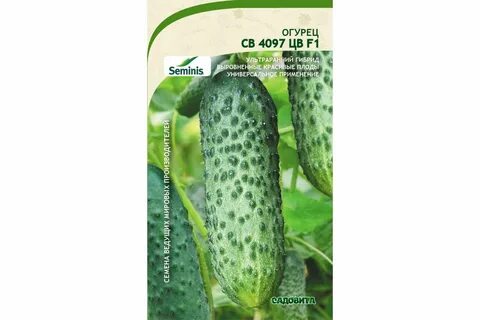 Огурец св 4097 f1 отзывы