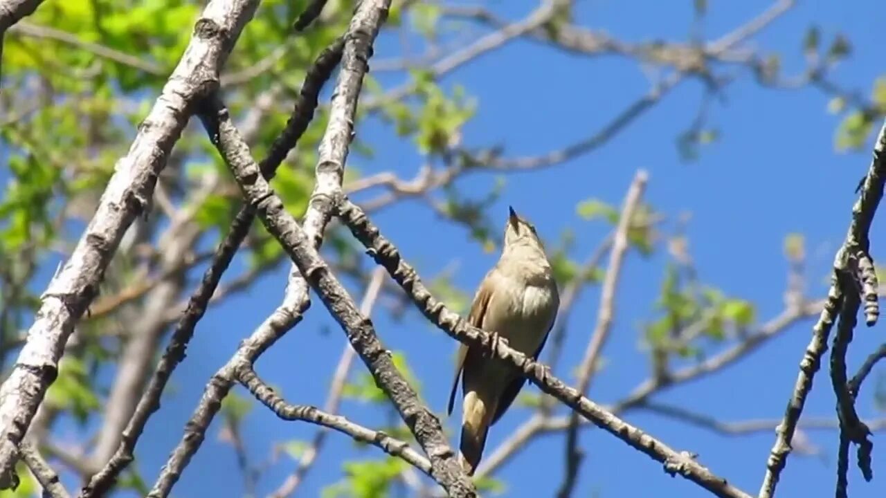 крапива соловей соловушка. соловей соловушка. пение курского соловья. ростов соловьиная роща лес. певчий соловей.