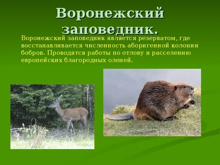 Проект заповедник 3 класс окружающий мир Презентация по окружающему миру "Заповедники " 3 класс