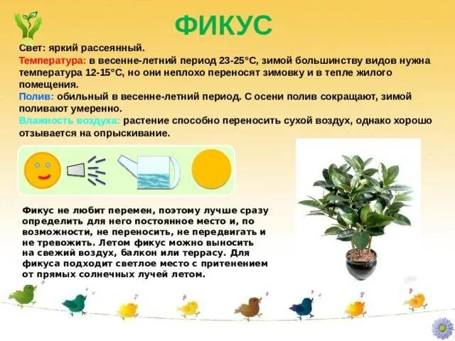 Что обозначает фикус. Что обозначает фикус