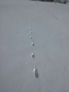 Ласка следы на снегу