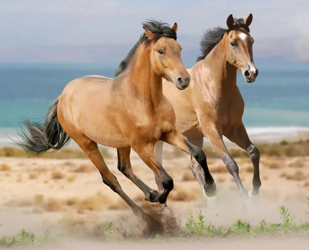 Несколько лошадок. Две лошади. Пара лошадей. Лошадь бежит. Две лошади бегут.