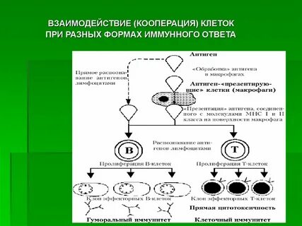 Клеточный ответ