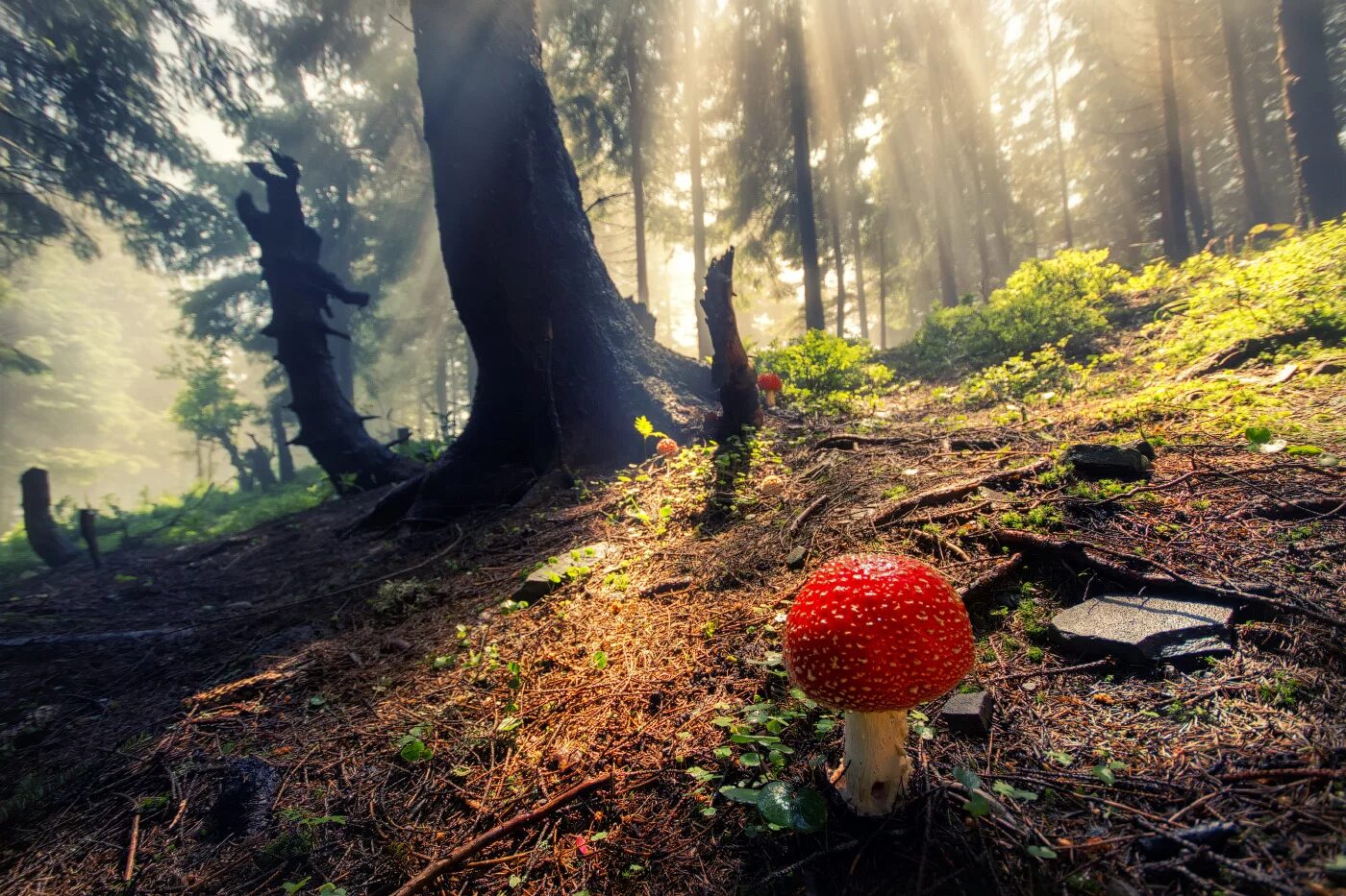 Увидеть в лесу чудо. Чудеса леса. Лесные деревья. Таежные грибы. Сказочные леса.