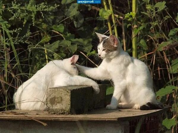 Не переживай все будет хорошо песня. Создай свою котоматрицу на kotomatrix. Ну не плачь. Ну ты не расстраивайся. Любовь спросила у дружбы.