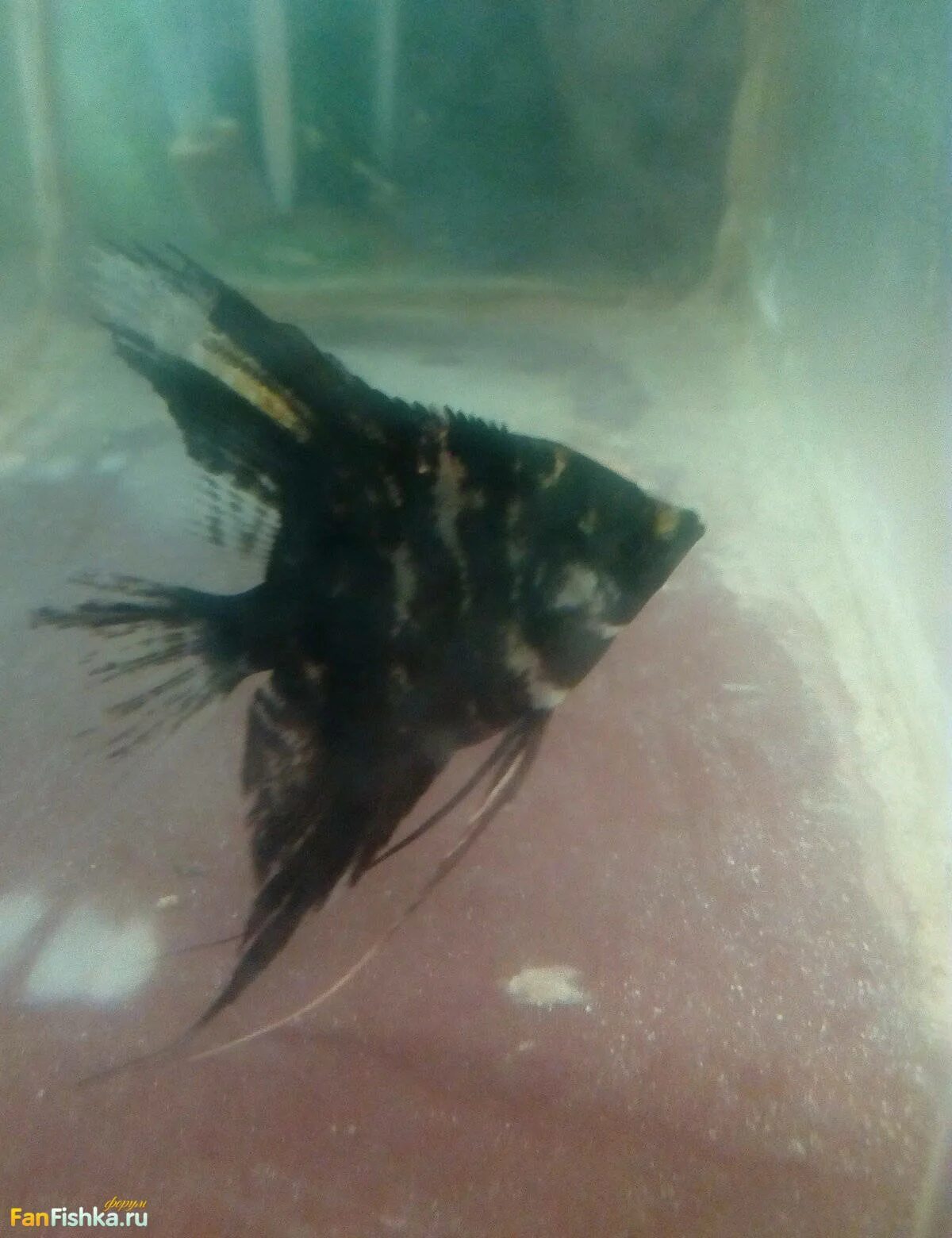 Съели скалярию