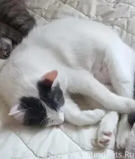 Кошка не может быть одна