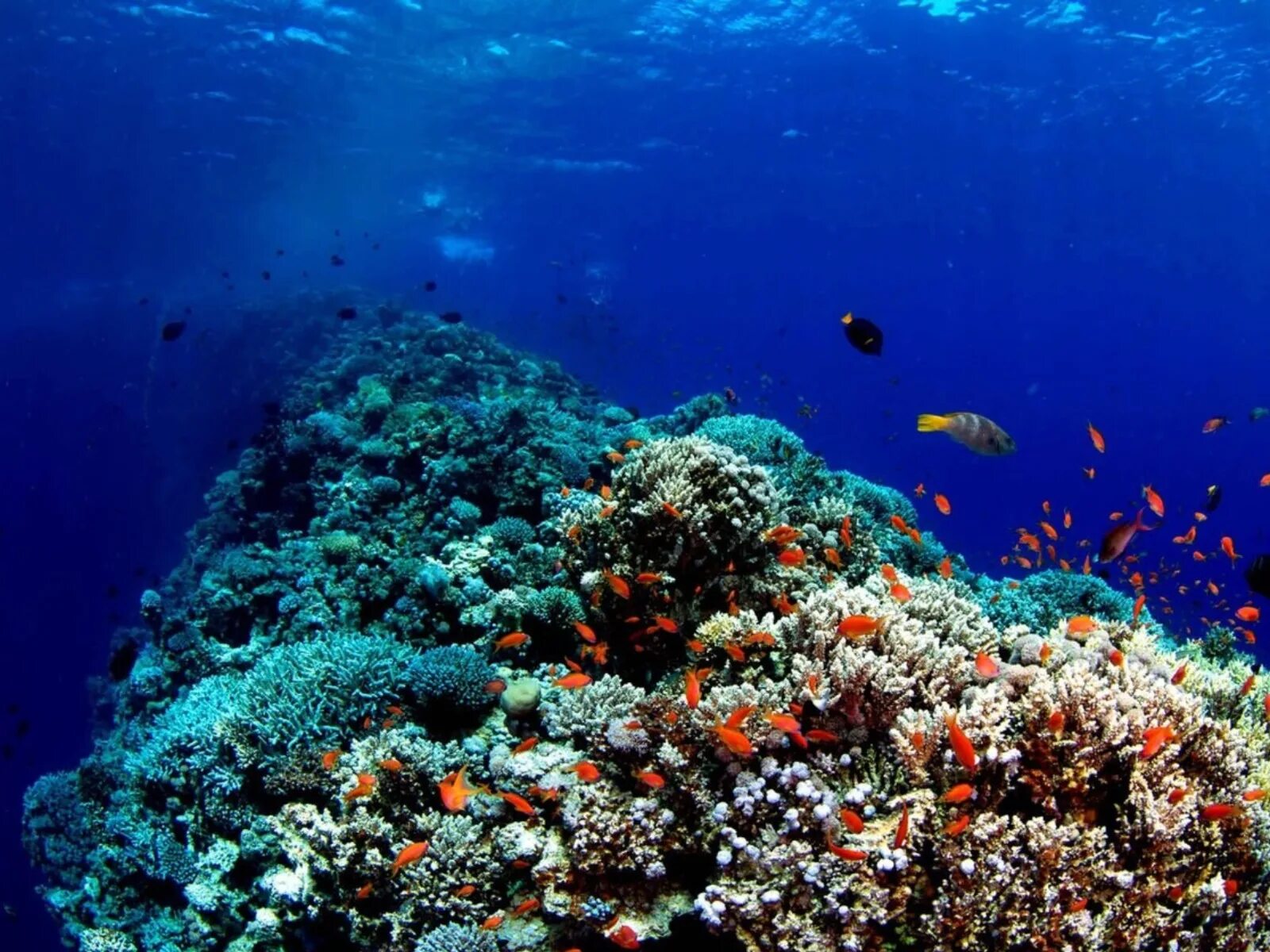 El coral. Красное море Египет рифы. Красное море риф Шарм Эль Шейх. Подводный мир Египта Шарм-Эль-Шейх. Рифы в Хургаде.
