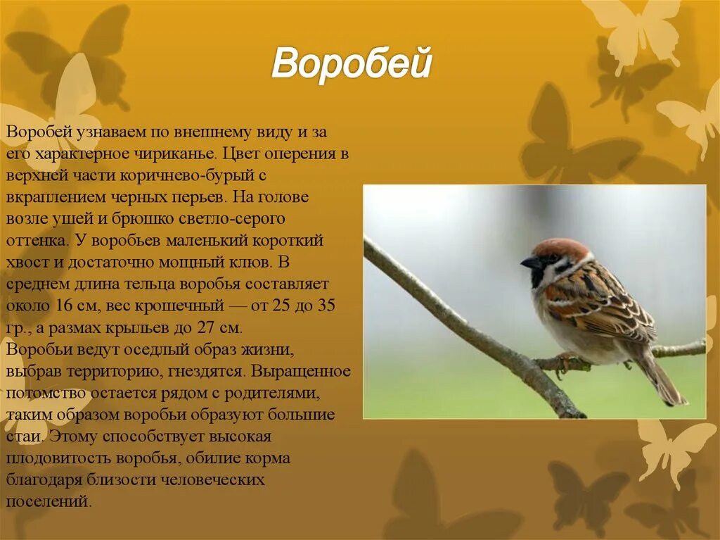 Произведения про воробья. Воробей цвет оперения. Образ жизни воробья. Воробей окраска оперения. Размах крыльев воробья.