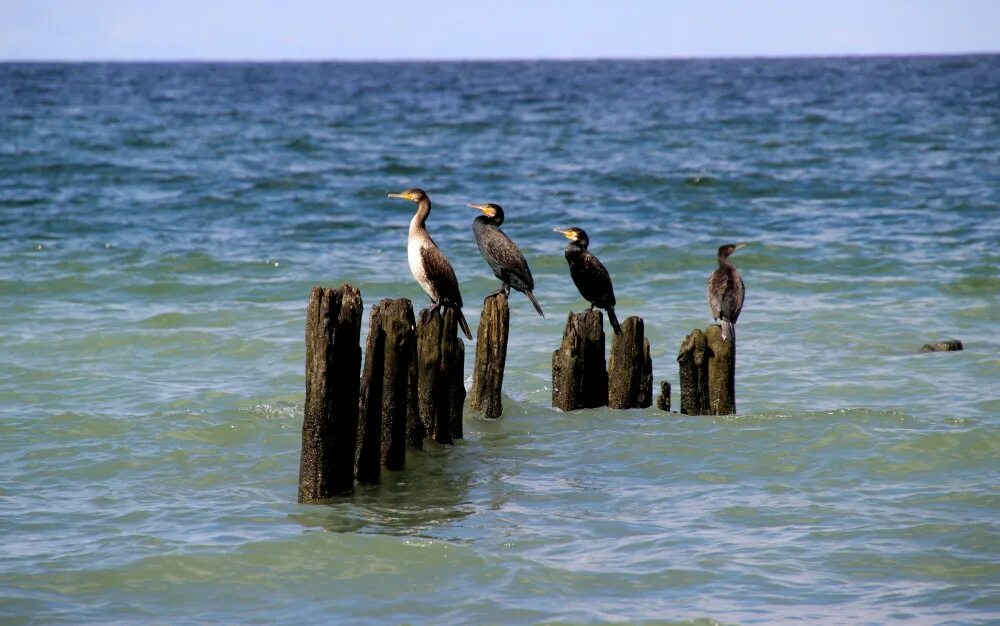 птицы обитающие на куршской косе. каширская коса. зеленоградск национальный парк «куршская коса». куршская коса миграция птиц. куршская коса косуля калининград.