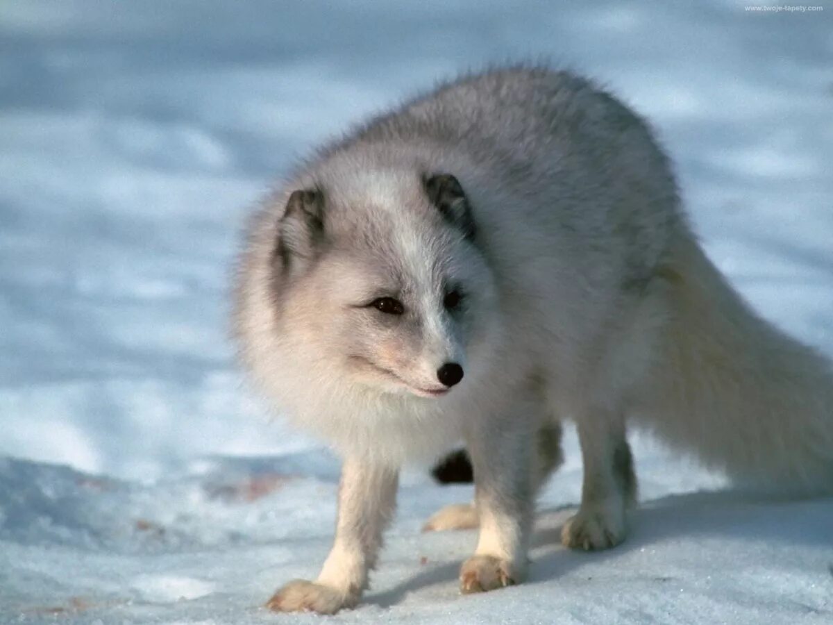 лисица астраханского заповедника. северный песец. пушная лисица. лисьи зверофермы в россии. лиса окрас огнёвка вятская.