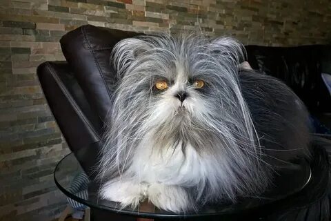 Собака похожая на кошку