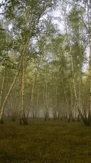 Березовая роща 10
