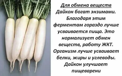 Редька зеленая калорийность на 100 грамм. Редька дайкон калорийность. Редька калорийность на 100. Редька калорийность на 100. Витаминыв зелёной редьке.