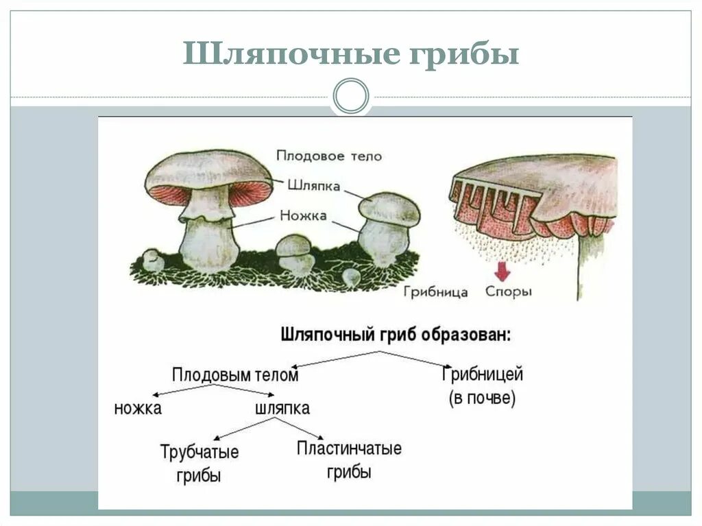 Три группы шляпочных грибов. Царство грибов строение грибов. Шляпочные грибы высшие грибы. Грибы общая характеристика шляпочных грибов 5 класс. Строение шляпочного гриба.