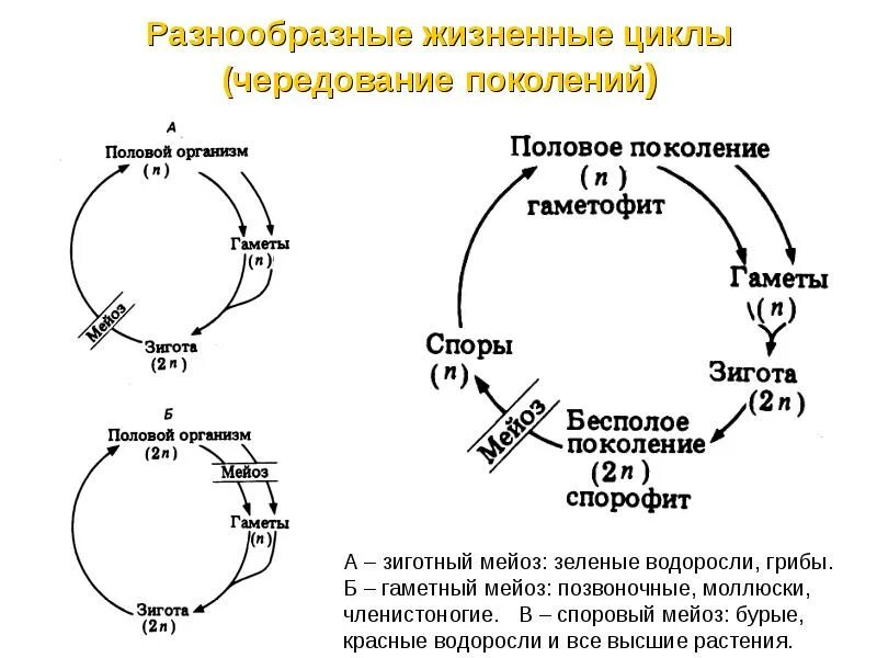 Бесполое размножение преобладает в жизненном цикле. Жизненный цикл с чередованием поколений. жизненный цикл растений чередование поколений кратко. чередование поколений общая схема. чередование поколений в жизненном цикле.