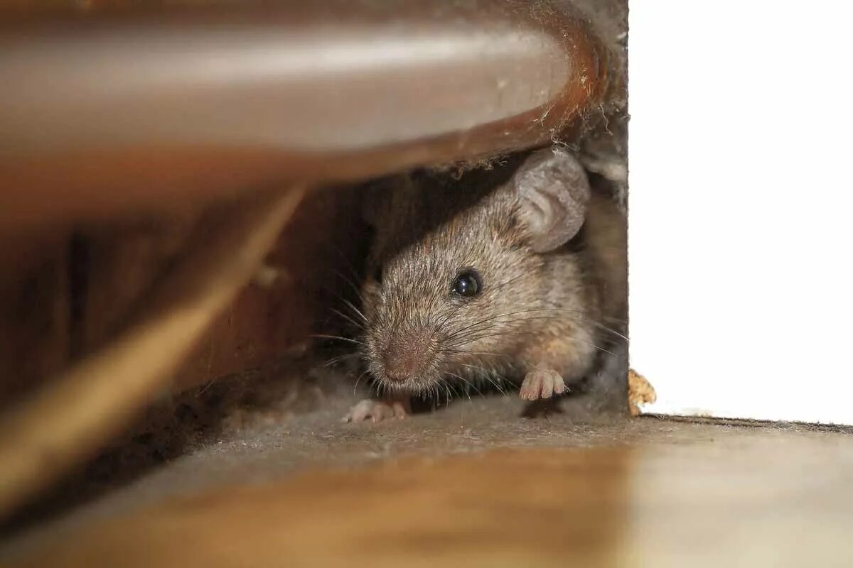Почему появляются мыши. Домик мышки полевки. Мыши в доме. Дом Миши. Мышь в квартире.