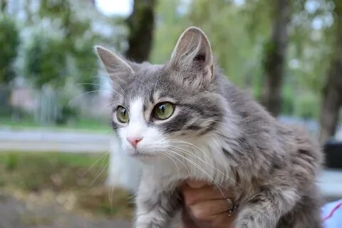 Кошка екатерины 2