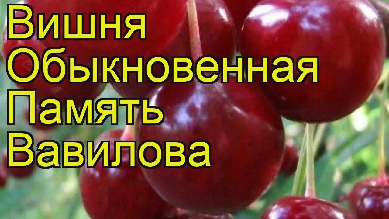 Вишня память сорта. Вишня обыкновенная память вавилова. вишня памяти вавилова (ранний сорт). сорт памяти вавилова. вишня памяти вавилова описание сорта.