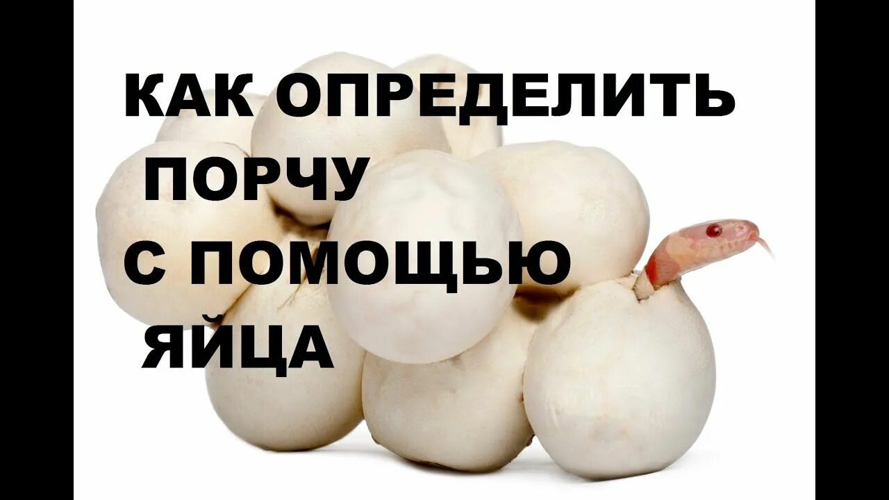 Как узнать кто вредит и наводит порчу. Куриное яйцо на порчу. яйцо магия. куриное яйцо магия.