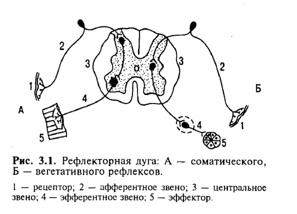 Поле рефлекса. Схема рефлекторных дуг соматического рефлекса. Хема рефлекторной дуги соматического рефлекса. Схема строения соматической рефлекторной дуги. Схема дуги соматического рефлекса.