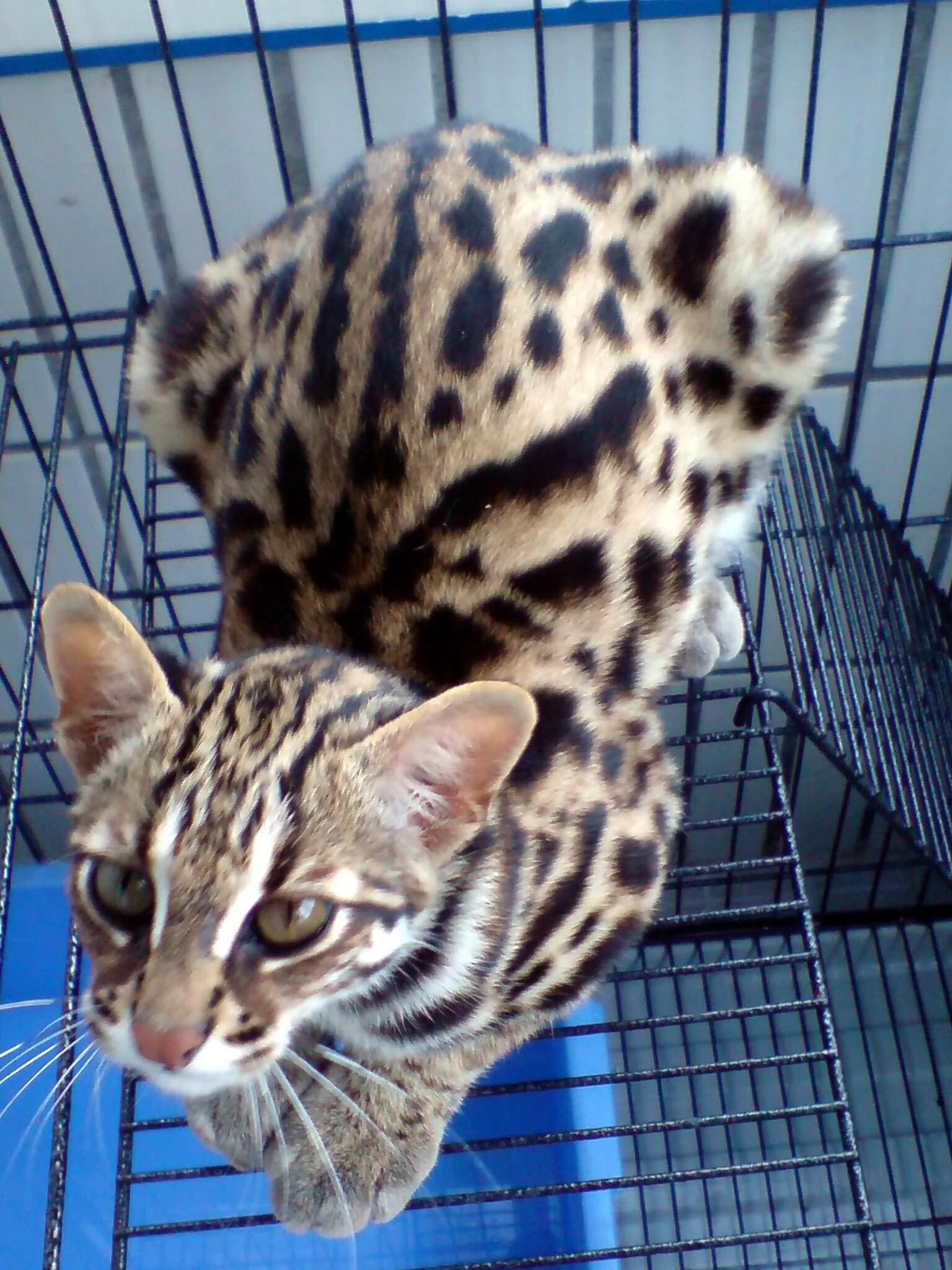 Бенгальская сколько живут. Бенгальская кошка. Бенгальская леопардовая кошка. Бенгал f4. Леопард и Бенгальская кошка.