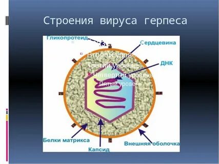 Для вируса герпеса характерно