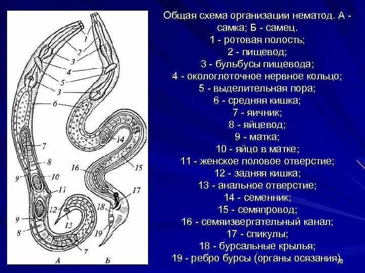 Общая схема нематод. Схема медицинская гельминтология. Половая система круглых червей. Схема строения нематод.