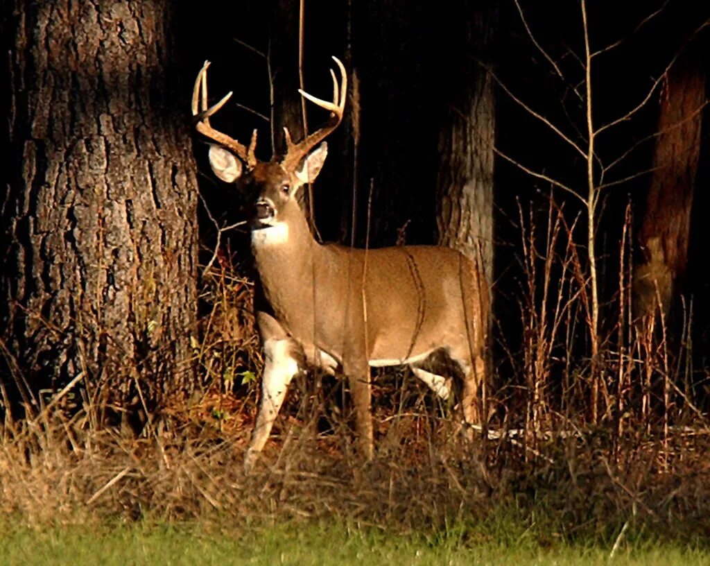Алабама олени. Алабама животные. Deer marie