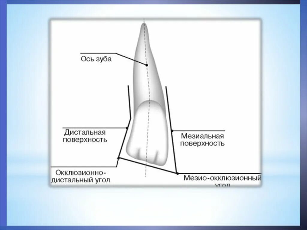 Признаки стороны зуба. Мезиальная и дистальная поверхность зуба. Дистальные и медиальные стороны зубов. Медиальный и дистальный край зуба. Проксимальная и апроксимальная поверхность зуба.