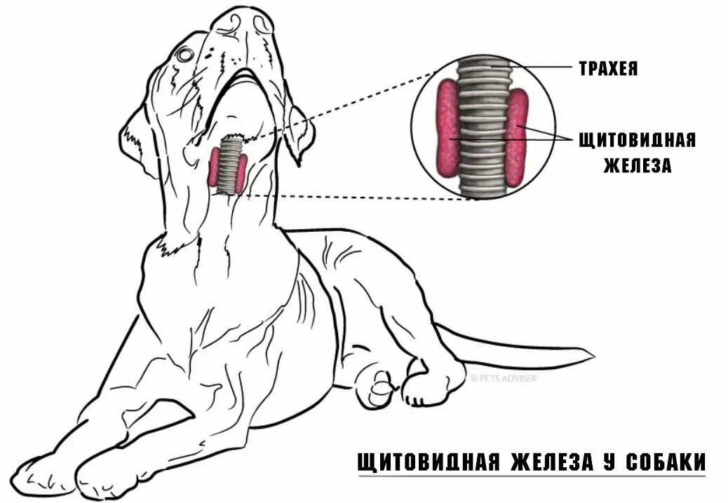 Где у собаки железы. Щитовидная железа у собаки анатомия. Строение трахеи собаки. Трахеальный рефлекс у собак.