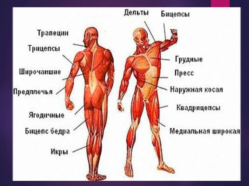 Класс мышцы. Мышцы туловища и конечностей 8 класс биология. Мышцы головы туловища и конечностей вид спереди и сзади. Мышцы туловища и конечностей анатомия 8 класс. Мышцы человека 8 класс биология.