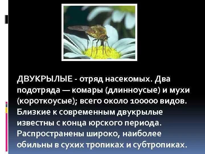 Двукрылые строение тела. Семейство насекомых отряда двукрылых 8 букв. Семейство насекомых отряда двукрылых 8 букв. Доклад на тему двукрылые. Двукрылые презентация.