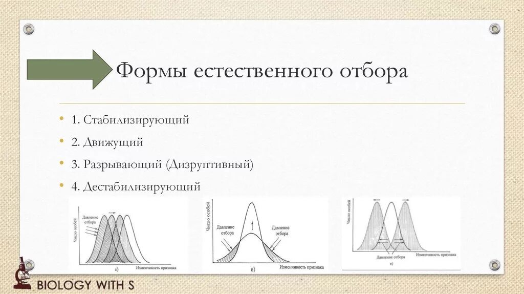 Сравнение форм отбора. Схема стабилизирующего естественного отбора. Стабилизирующий движущий и дизруптивный отбор. Схема стабилизирующей формы отбора. Формы отбора движущий стабилизирующий дизруптивный.