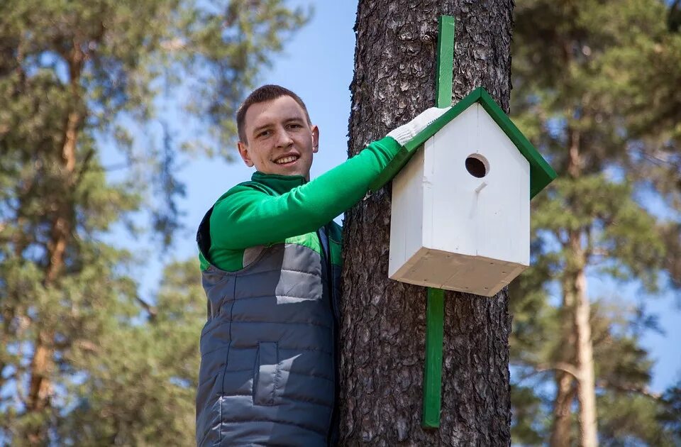 Скворечник Леруа Мерлен. Скворечник на дереве. На что прикрепить скворечник к дереву. Крепление скворечника к дереву.