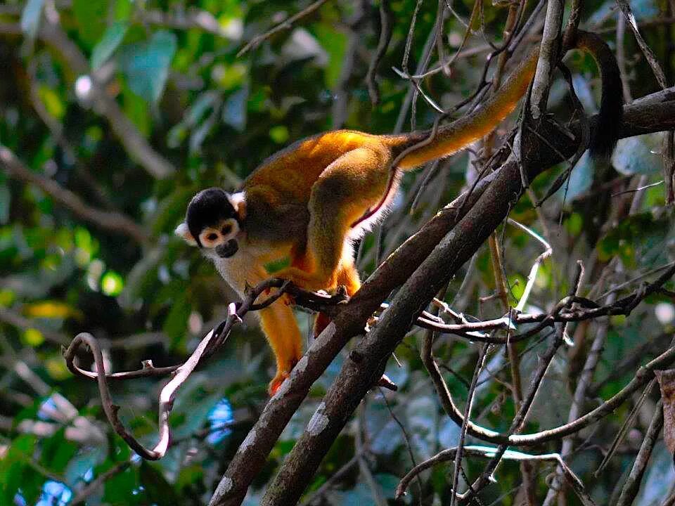 Jungle monkeys. Животные джунглей. Обезьяны в джунглях. Мексика джунгли животные. Звери джунгли.