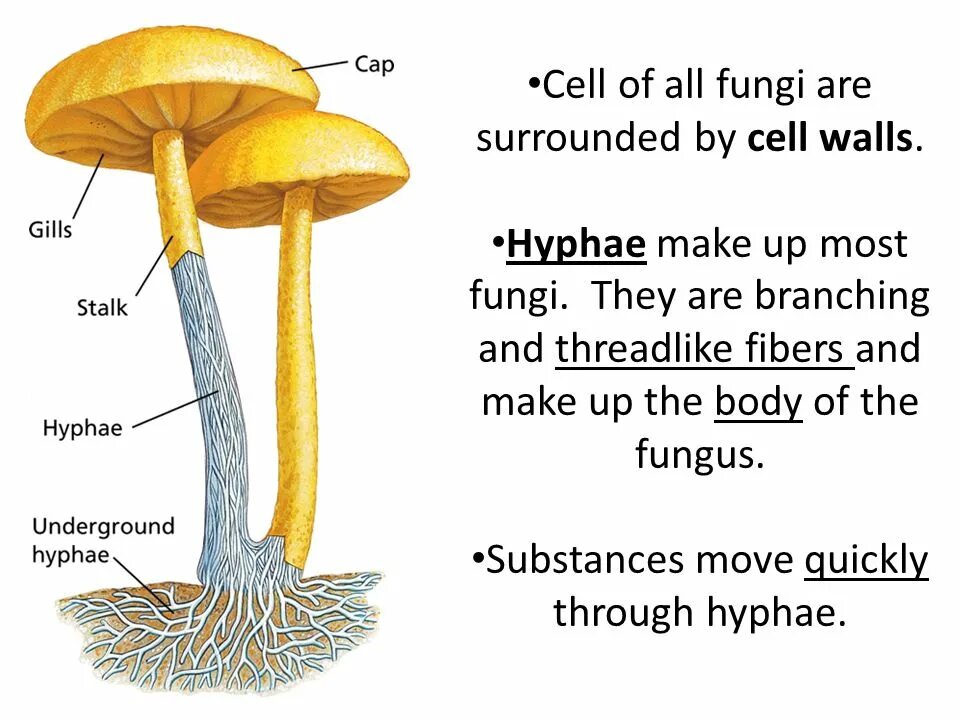 Fungi строение. Fungal Cell structure. Mushroom structure. Fungi Cell structure. Mushroom глагол