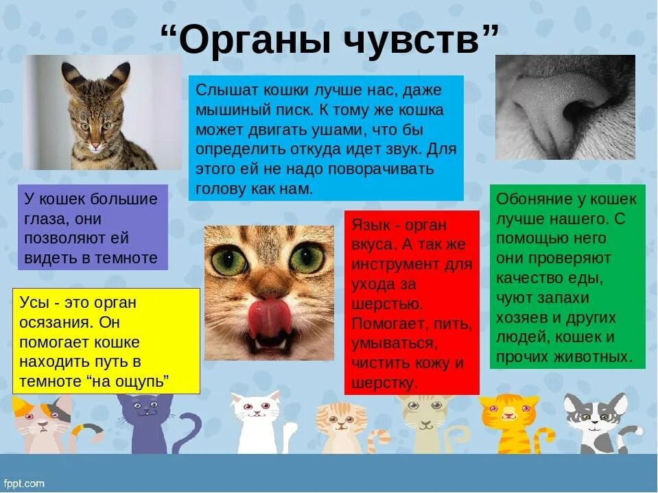 Кошки и их значение