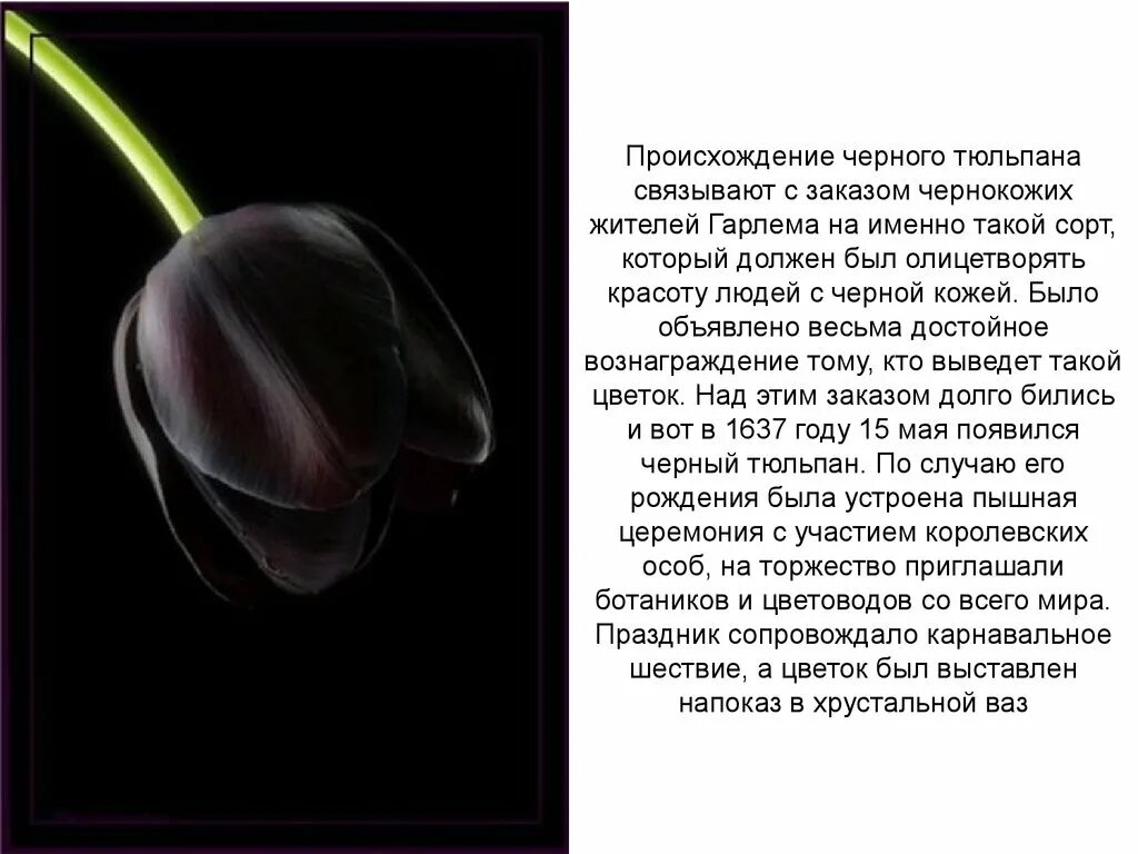 История про черного. Легенда о черном тюльпане. Сообщение о черном тюльпане. Легенда о черном тюльпане 2 класс. Черный тюльпан цветок.