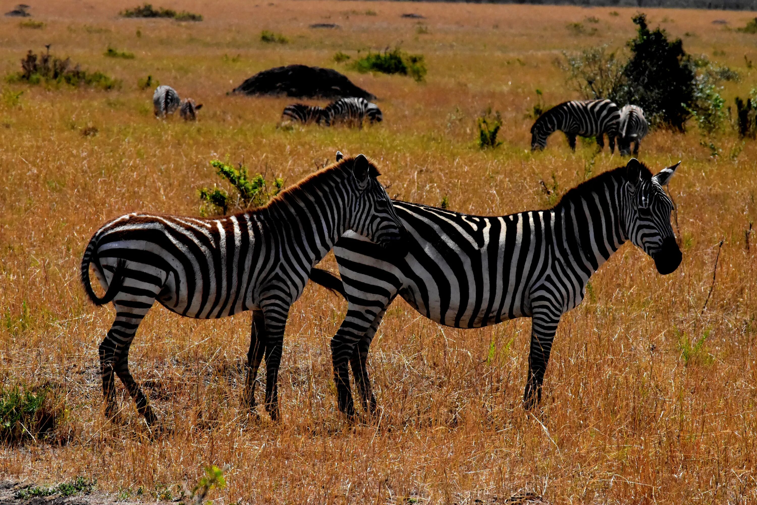 Животные Африки саванны Африки. Животный мир саванны в Африке. Африка Саванна дикий мир животных. Саванна Танзании зебры.