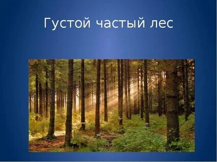 Густой лес описание