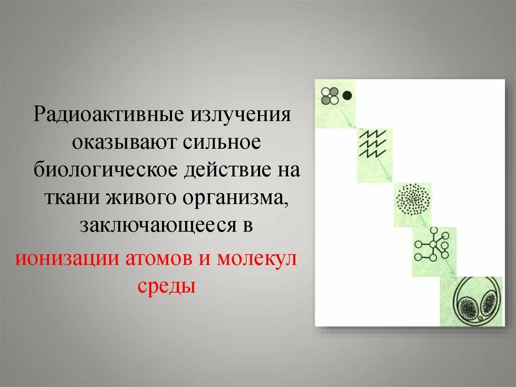 Что сильнее по действию. Биологическое действие радиоактивных излучений. Какое биологическое воздействие оказывают радиоактивные излучения. Воздействие радиационного излучения на живые организмы. Биологическое действие радиоактивных излучений на живые организмы.